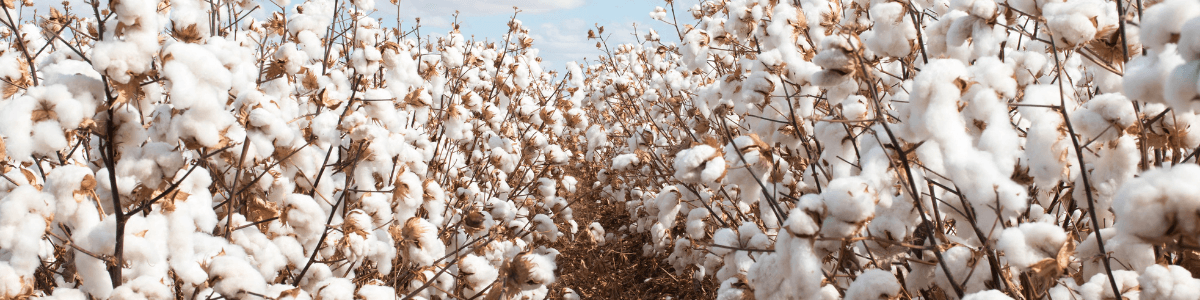 Une histoire qui dure avec les fibres naturelles... - Label Naturel