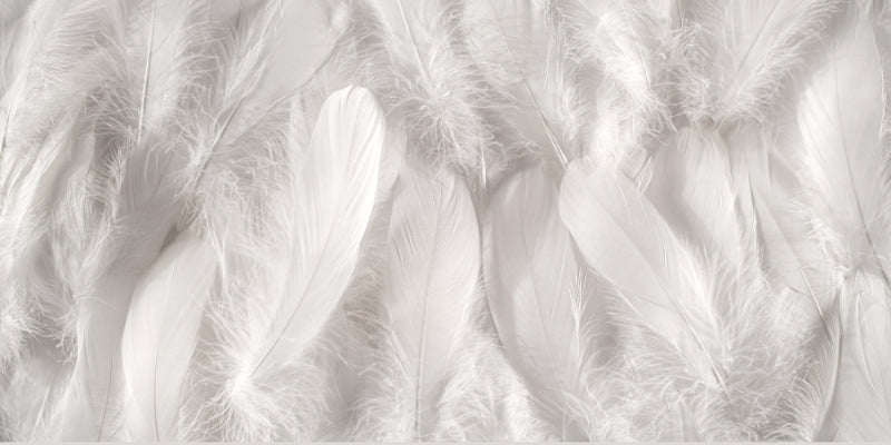 Quelles différences entre duvet d'oie et duvet de canard ?